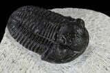 Bargain, Gerastos Trilobite Fossil - Morocco #117789-3